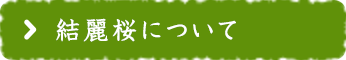 結麗桜について