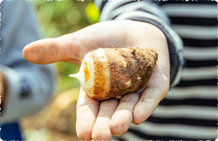 里芋掘り(11~2月)